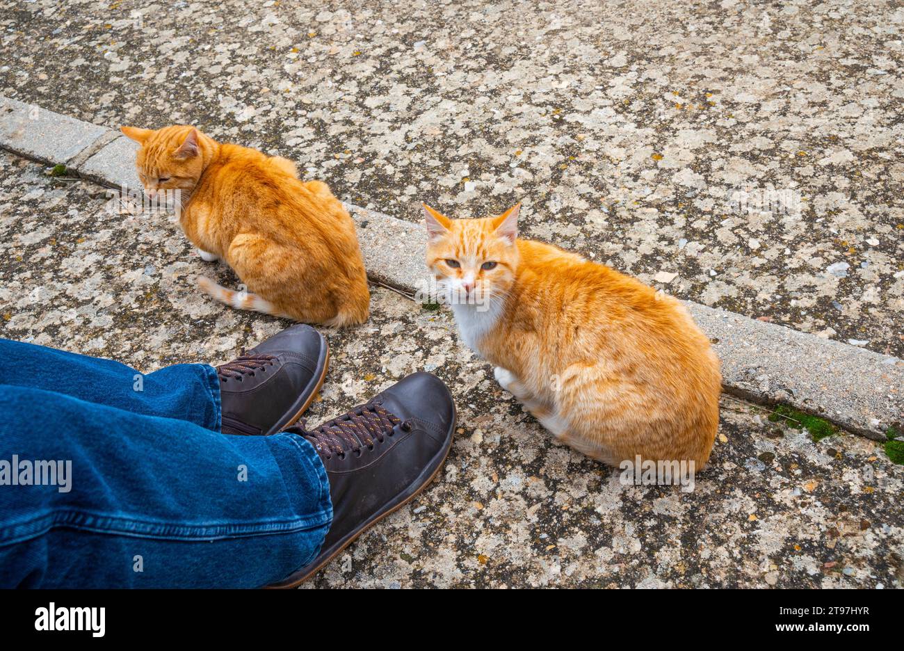 Deux tabby et chats blancs. Banque D'Images