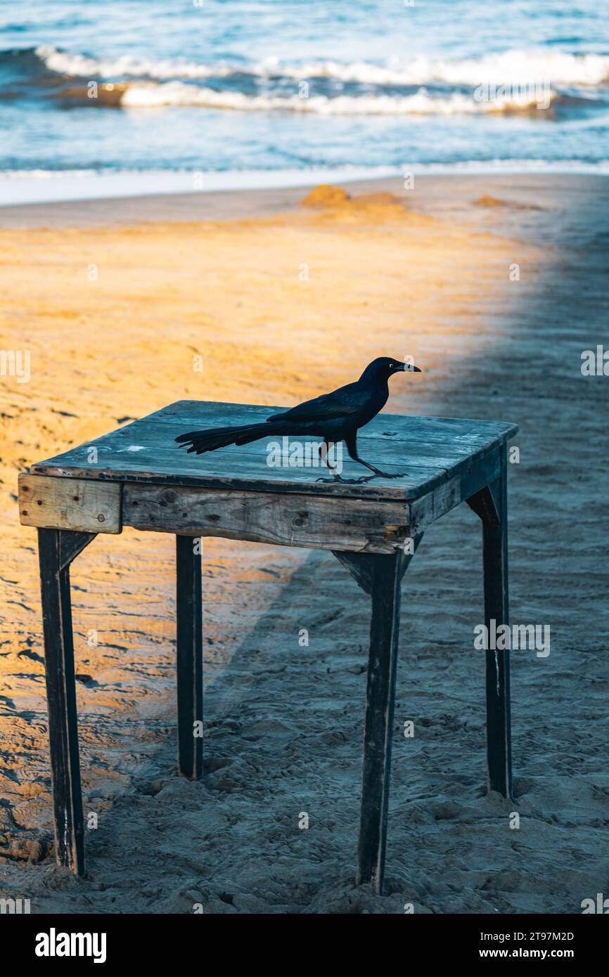 raven sur une table en bois, plage de Veracruz, Mexique, 2022 Banque D'Images