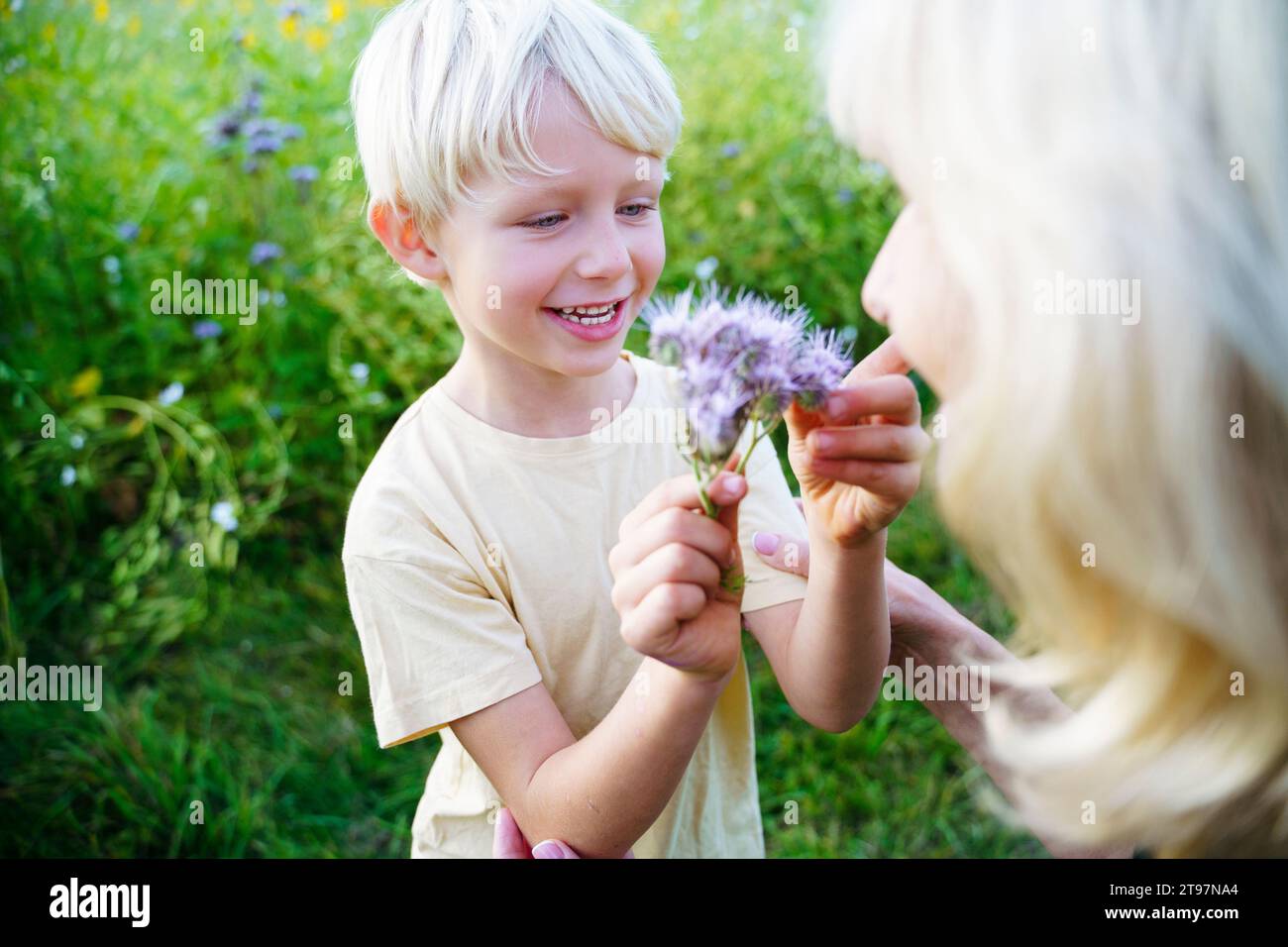 Petit-fils souriant regardant la fleur avec grand-mère dans le champ Banque D'Images