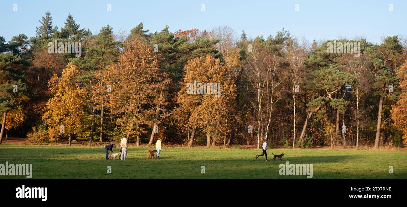 driebergen, pays-bas, 17 novembre 2023 : les gens promènent leurs chiens près de la forêt d'automne dans la forêt néerlandaise aux pays-bas Banque D'Images