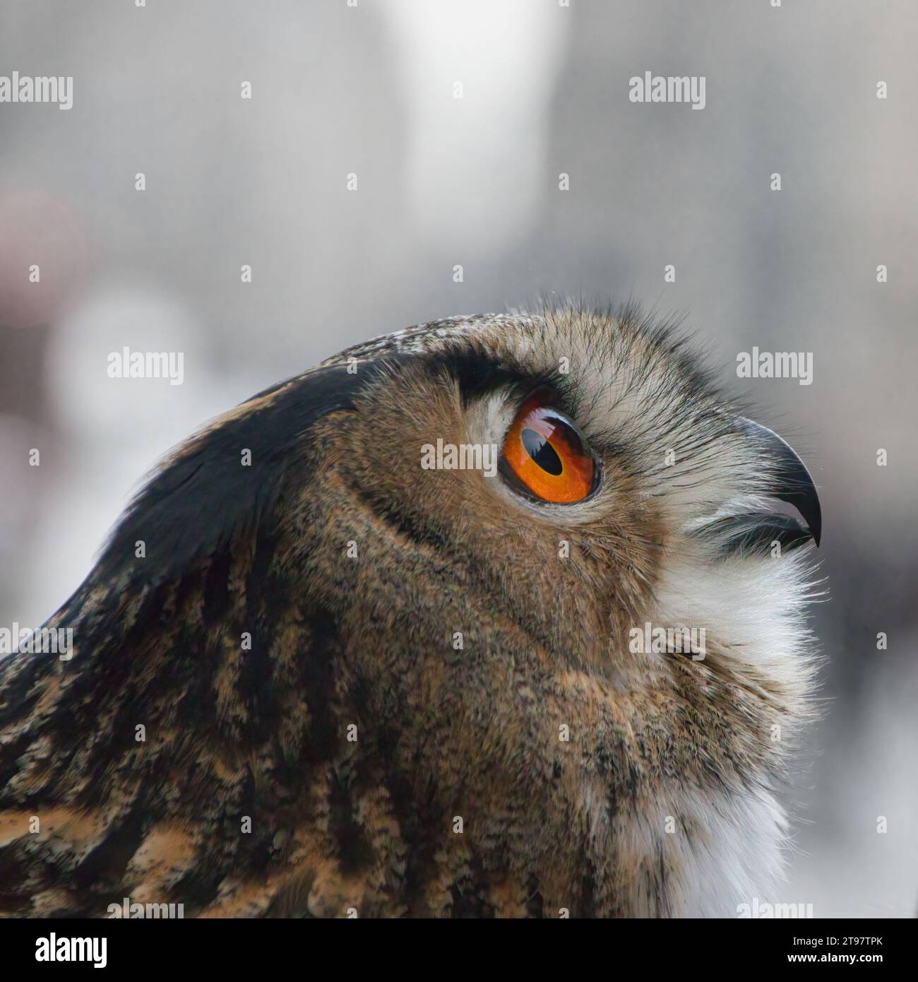 Vue en gros plan d'un Eagle Owl d'Europe avec les yeux orange vif regardant vers le haut Banque D'Images