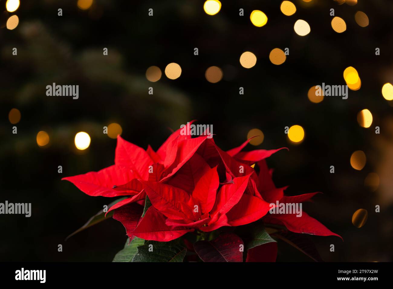 concept de noël hivernal, fleur de poinsettia rouge et lumières Banque D'Images