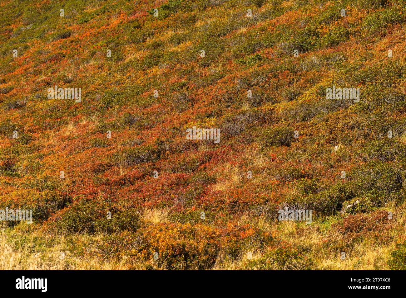 Végétation alpine à environ 2.000m d'altitude, téléphérique du glacier Hintertuxer, interstation Sommergergalm, vallée de Tuxer, Alpes de Zillertal, Tyrol, Autriche Banque D'Images