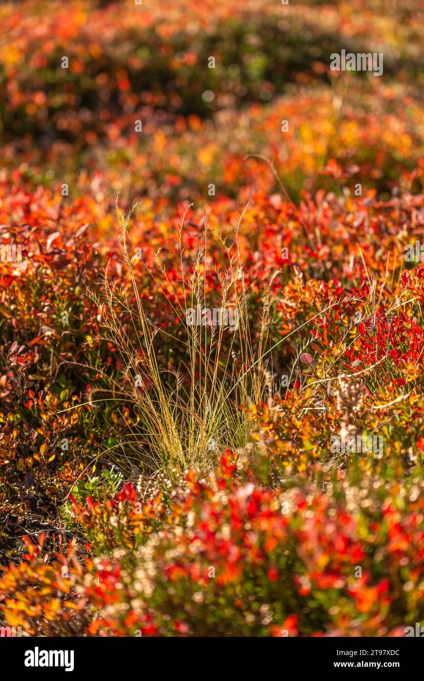 Végétation alpine à environ 2.000m d'altitude, téléphérique du glacier Hintertuxer, interstation Sommergergalm, vallée de Tuxer, Alpes de Zillertal, Tyrol, Autriche Banque D'Images