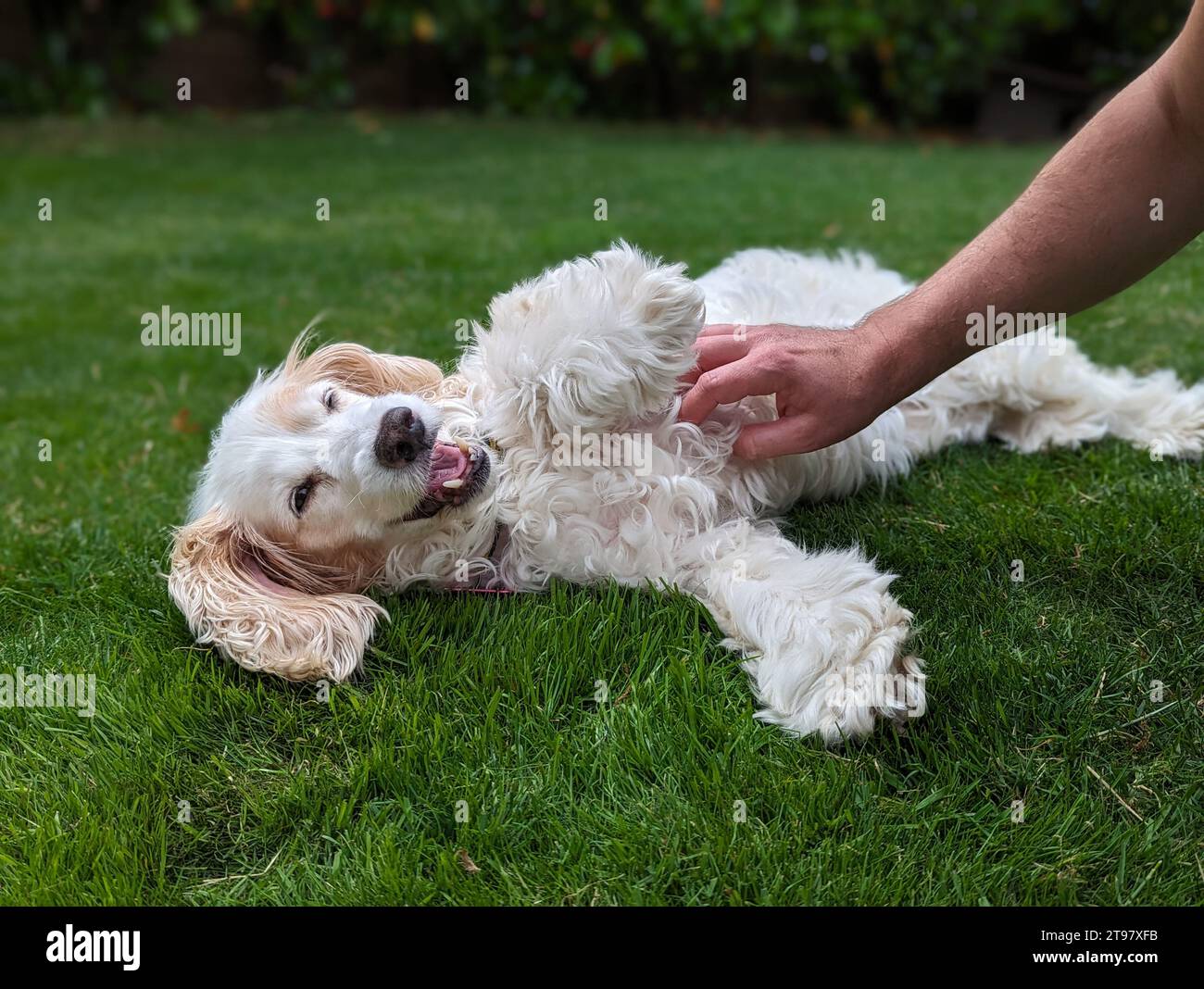 Spaniel Cockapoo - blanc - jouer sur Green Grass Belly frotte Tickle Banque D'Images