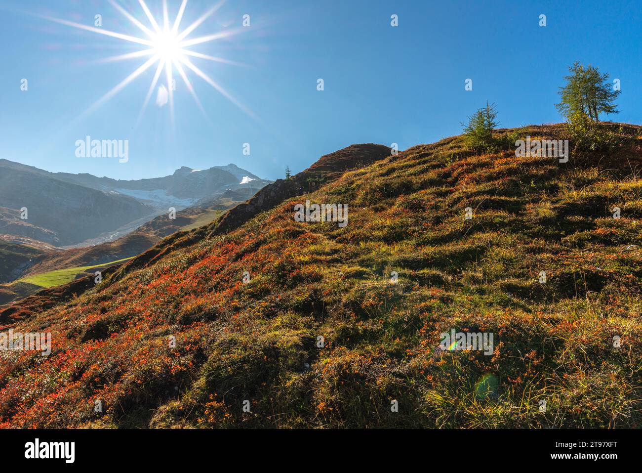 Végétation alpine à environ 2.000m d'altitude, téléphérique du glacier Hintertuxer, interstation Sommergergalm, vallée de Tuxer, Alpes de Zillertal, Tyrol, Autriche Banque D'Images