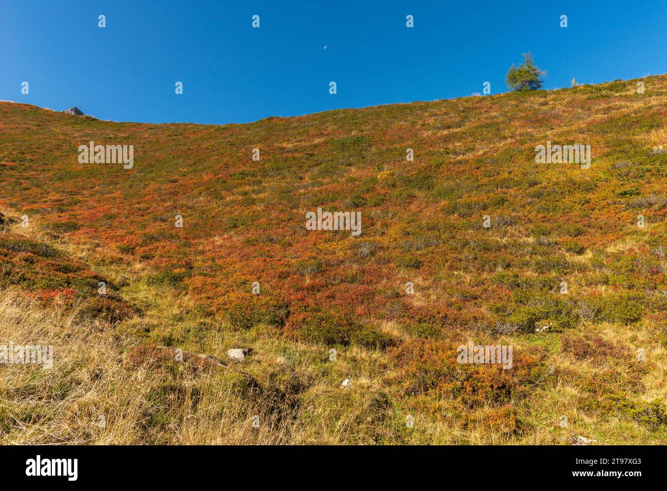 Végétation alpine à environ 2.000m d'altitude, téléphérique du glacier Hintertuxer, interstation Sommergergalm, vallée de Tuxer, Alpes de Zillertal, Tyrol, Autriche Banque D'Images