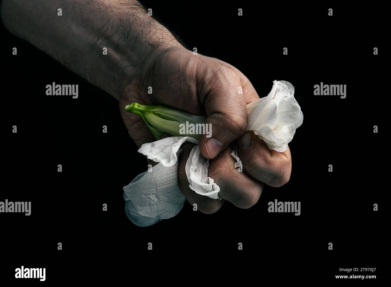 effritant à la main, fleur blanche fragile, métaphore de l'agression par violence Banque D'Images