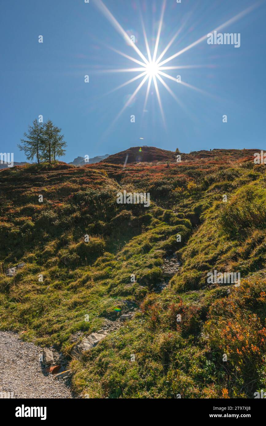 Végétation alpine à environ 2.000m d'altitude, téléphérique du glacier Hintertuxer, interstation Sommergergalm, vallée de Tuxer, Alpes de Zillertal, Tyrol, Autriche Banque D'Images