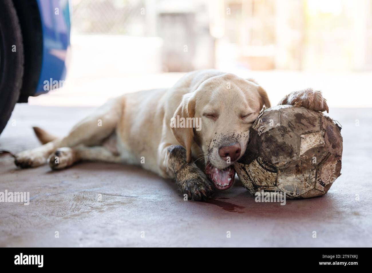 Chien labrador sale fatigué après avoir joué avec la balle dans le jardin Banque D'Images