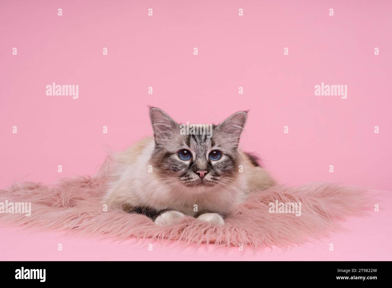 beau chat birman sacré en studio gros plan, chat de luxe, en rose Banque D'Images