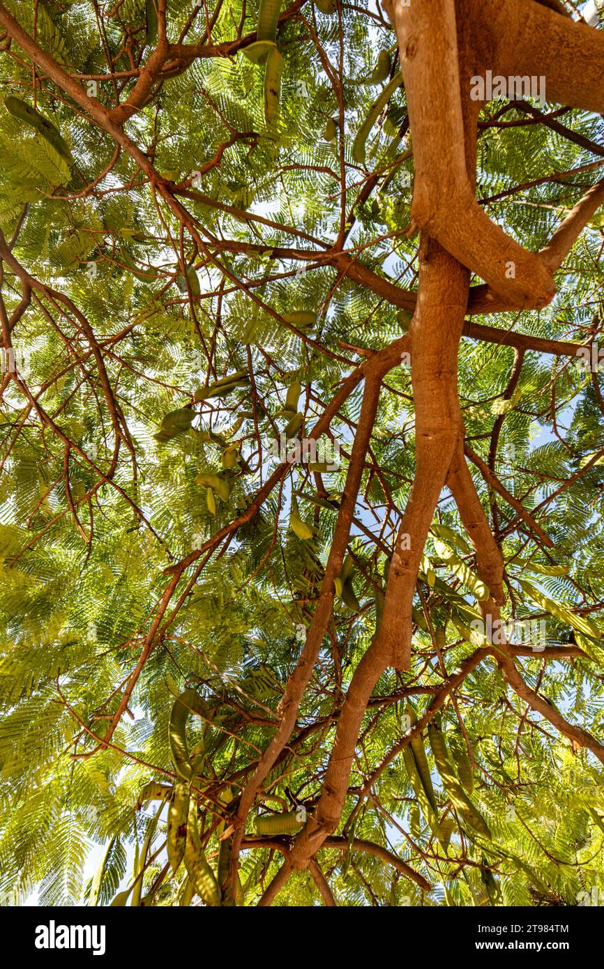 Caroubier avec gousses et feuillage. Portrait d'arbre alimentaire ornemental intime naturel et utile. Banque D'Images