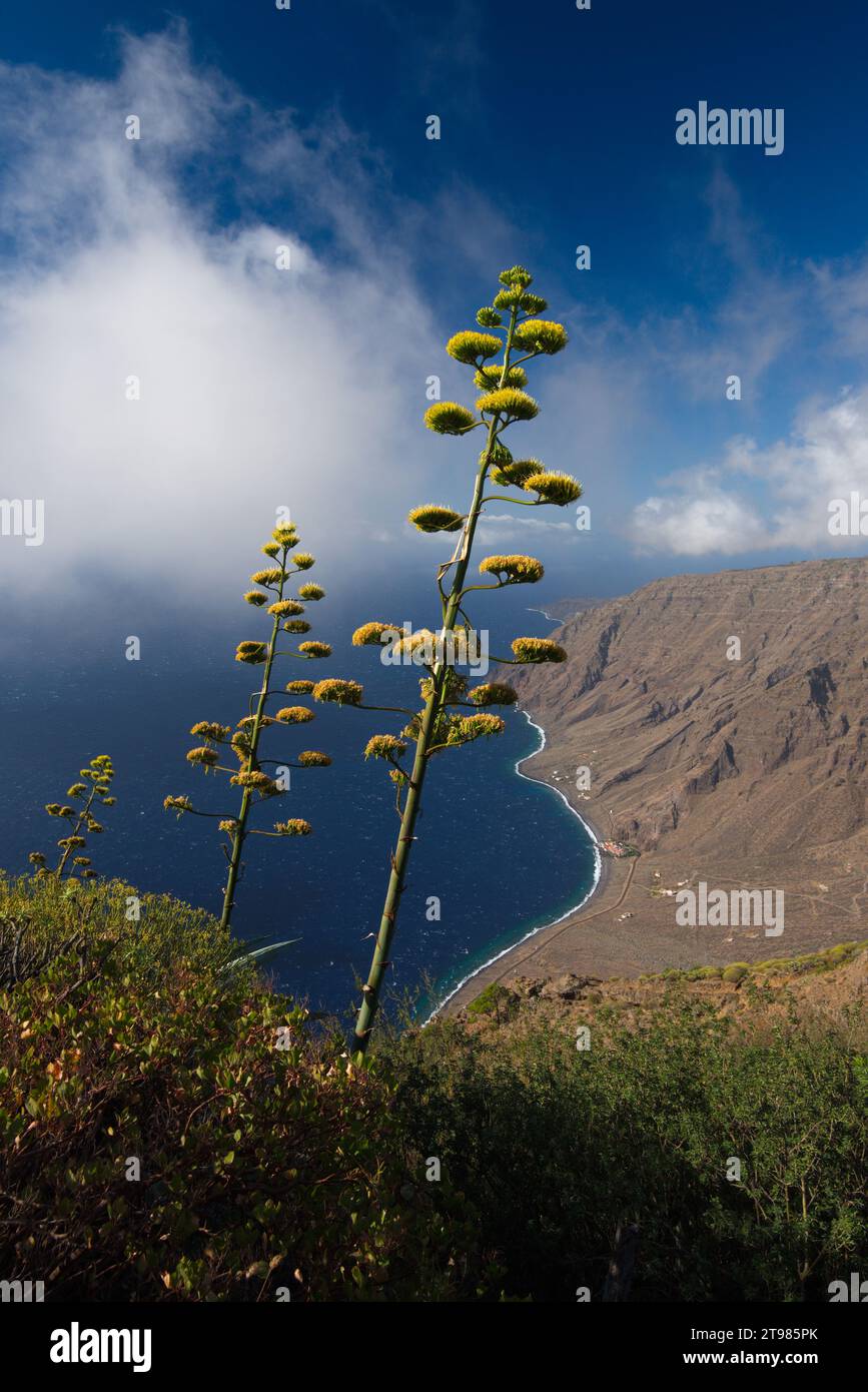 Paysage d'El Hierro avec une fleur d'agave au premier plan. Paisaje de El Hierro con una flor de agave en primer plano Banque D'Images