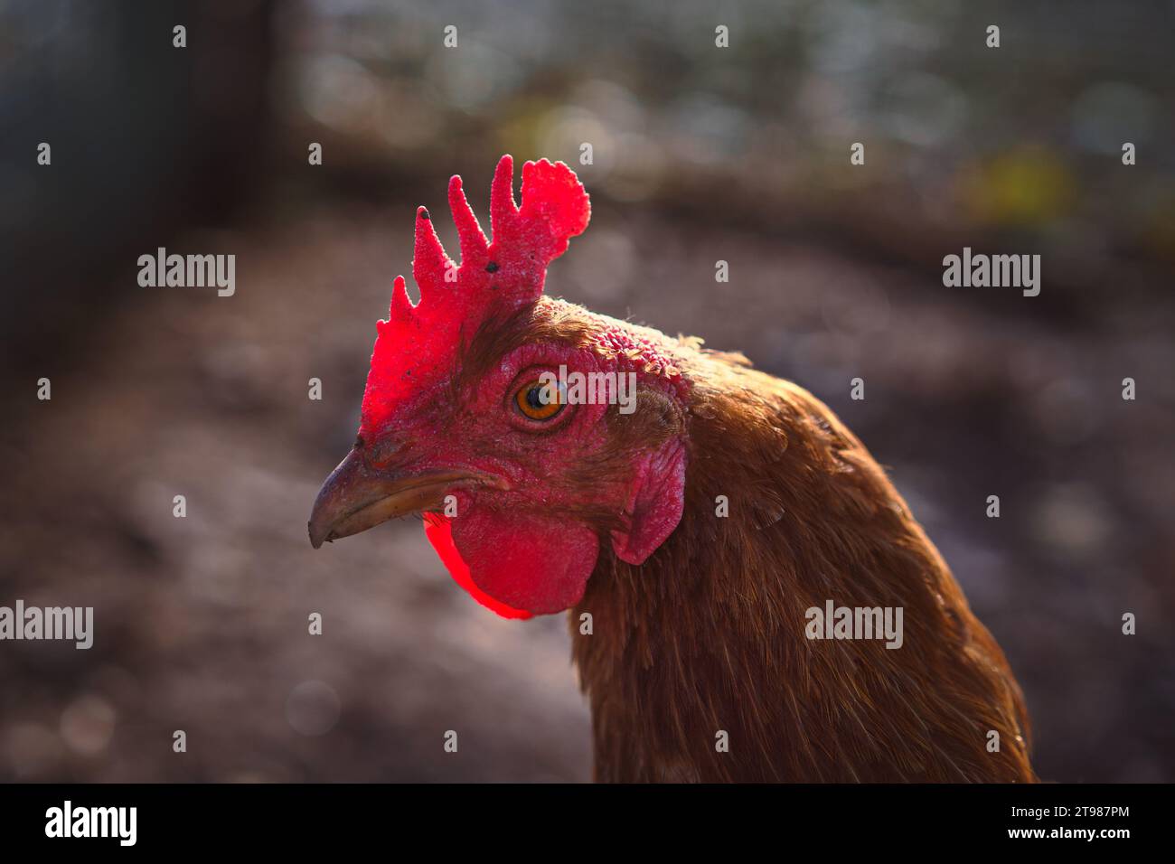 Gros plan d'une poule brune au soleil. Élevage de poulets. Ferme biologique. Libre accès. Banque D'Images