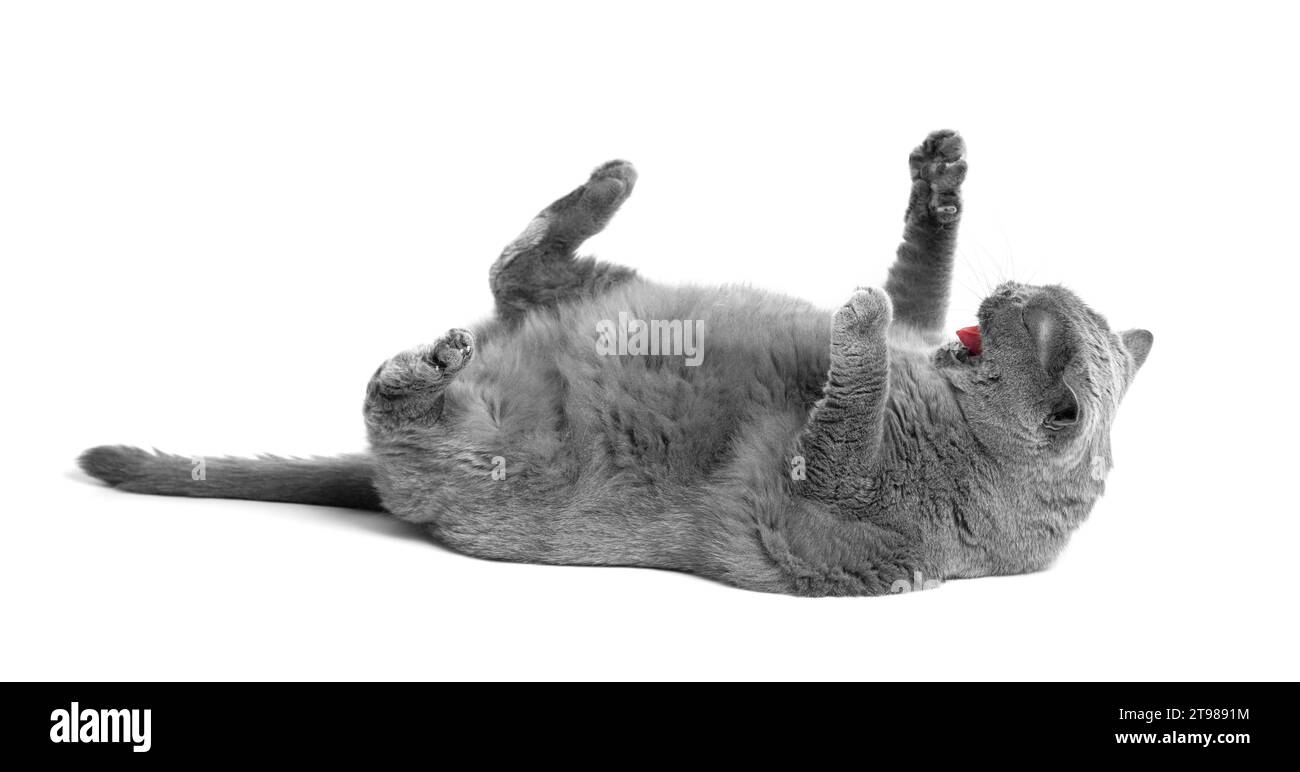 Un gros chat britannique repose sur le dos avec ses pattes levées sur un fond blanc. Un chat écossais en colère siffle ou crie dans une pose drôle. Banque D'Images