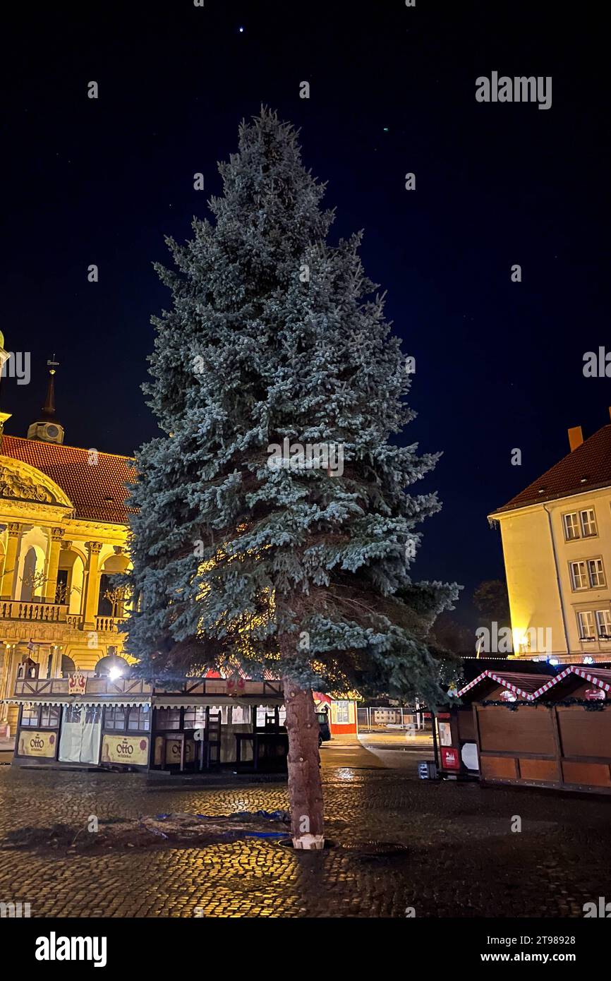 Weihnachtsbaum für den diesjährigen Weihnachtsmarkt steht jetzt auf dem Alten Markt vor dem Rathaus. Weihnachtsbaum für Magdeburger Weihnachtsmarkt gefällt. für jedes ihrer drei Kinder wurde BEI Familie Parnitzke aus Magdeburg ein Baum gepflankt. Doch nachdem sich das Wurzelwerk einer Fichte stark ausgeweitet Hat, wechselt der Baum seinen Standort und schmückt in diesem Jahr den Magdeburger Weihnachtsmarkt. AM Montag wurde der 16 mètre hohe Baum im Stadtteil Hopfengarten gefällt. *** Arbre de Noël pour cette année le marché de Noël se trouve maintenant sur l'Alter Markt en face de la mairie Christma Banque D'Images