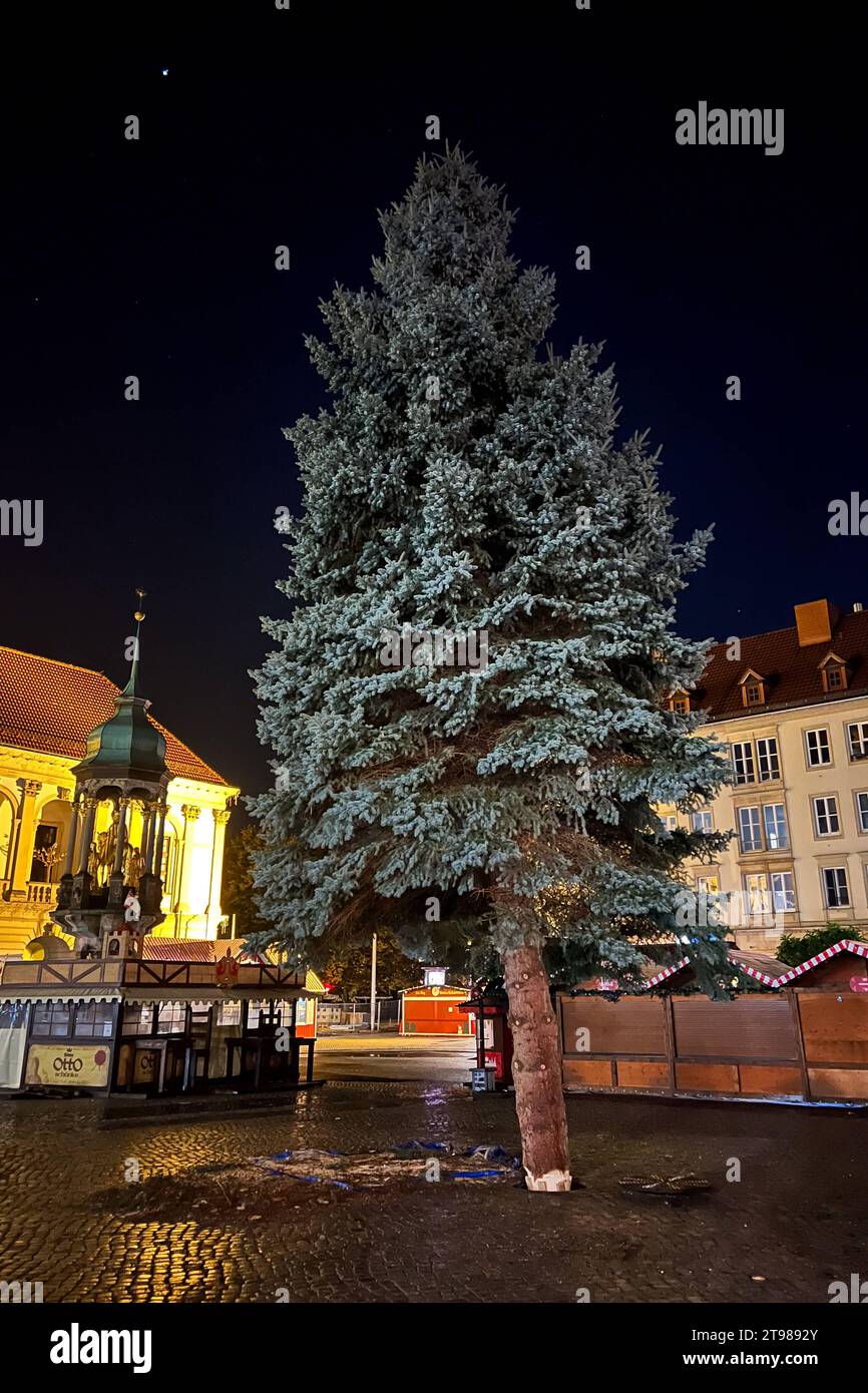 Weihnachtsbaum für den diesjährigen Weihnachtsmarkt steht jetzt auf dem Alten Markt vor dem Rathaus. Weihnachtsbaum für Magdeburger Weihnachtsmarkt gefällt. für jedes ihrer drei Kinder wurde BEI Familie Parnitzke aus Magdeburg ein Baum gepflankt. Doch nachdem sich das Wurzelwerk einer Fichte stark ausgeweitet Hat, wechselt der Baum seinen Standort und schmückt in diesem Jahr den Magdeburger Weihnachtsmarkt. AM Montag wurde der 16 mètre hohe Baum im Stadtteil Hopfengarten gefällt. *** Arbre de Noël pour cette année le marché de Noël se trouve maintenant sur l'Alter Markt en face de la mairie Christma Banque D'Images