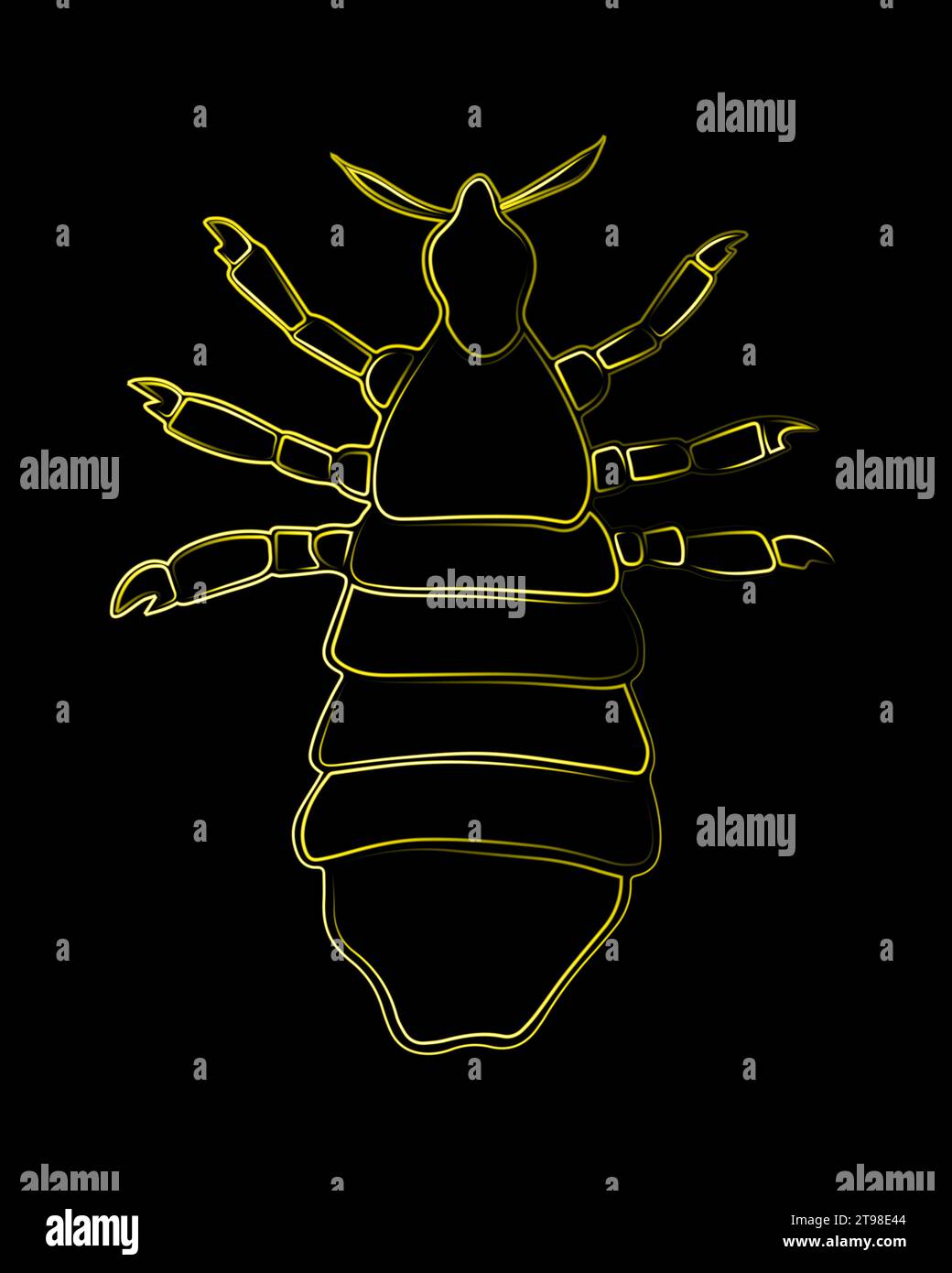 Illustration isolée vectorielle de Louse. Pou humain. Le problème de la pédiculose. Illustration de Vecteur