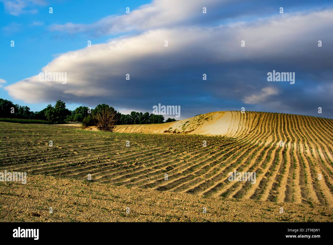 Une oasis au milieu du désert de thal Banque D'Images