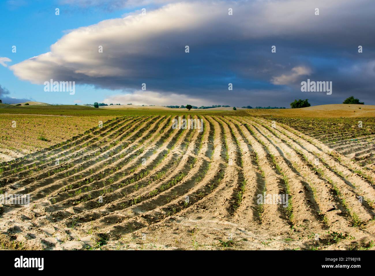 Nuages bas au-dessus du paysage désertique Banque D'Images