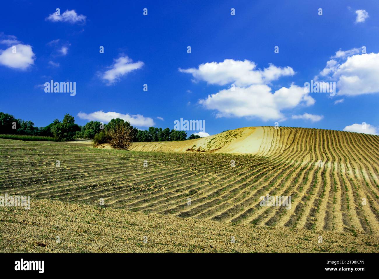 Une oasis dans le désert de Thar Banque D'Images