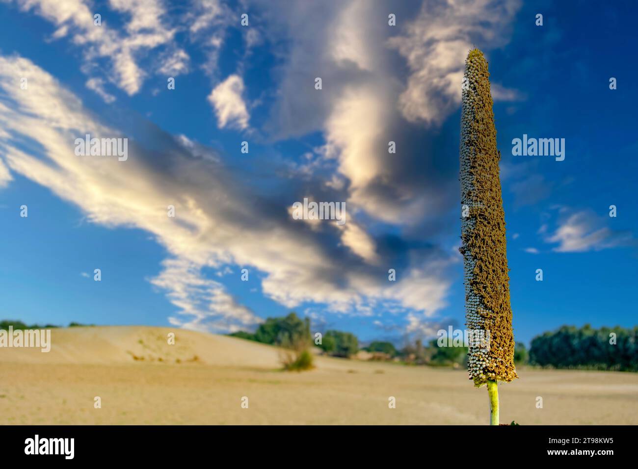 Nuages au-dessus de la tige de millet dans le désert Banque D'Images
