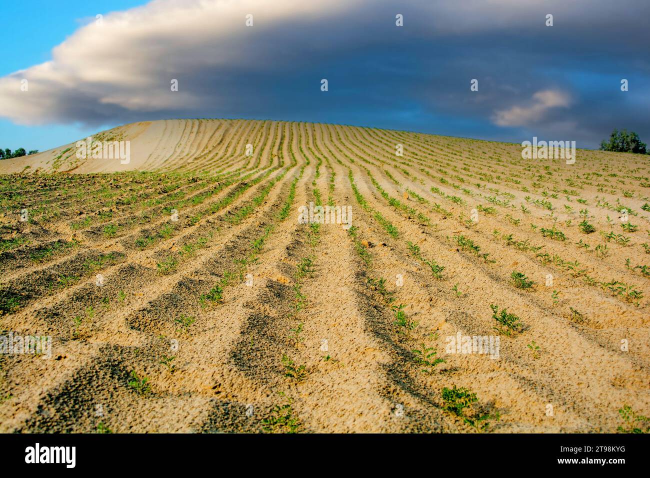 Nuages d'orage sur les dunes de sable dans le désert de Thar Banque D'Images