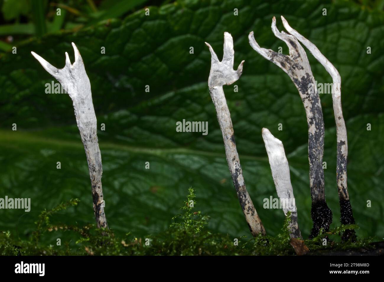 Xylaria hypoxylon (champignon du tabac à priser à la bougie) est une espèce de champignon bioluminescent qui se rencontre sur les branches tombées et les souches pourries des arbres à larges feuilles. Banque D'Images