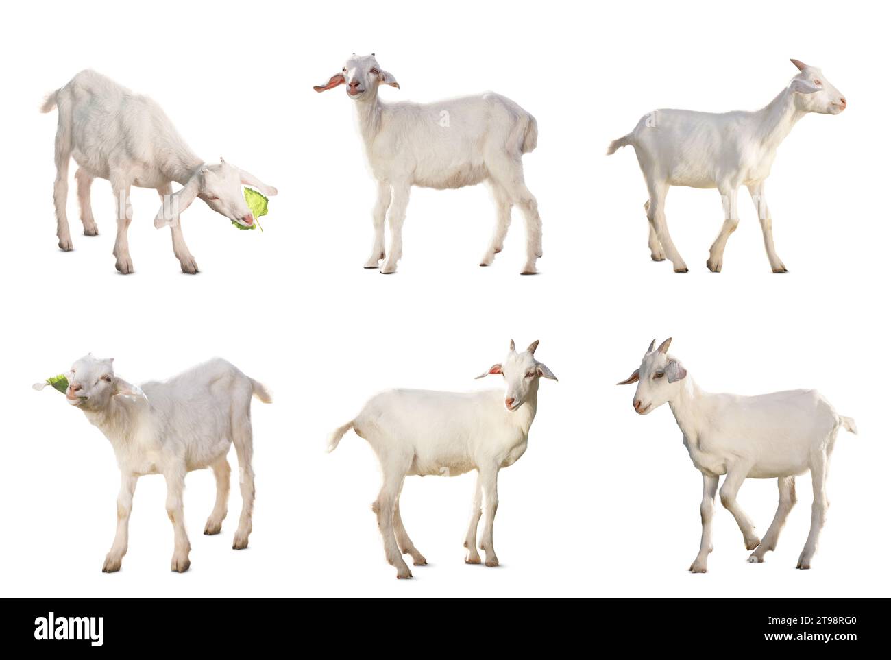 Chèvres mignonnes isolées sur blanc. Animal de ferme Banque D'Images