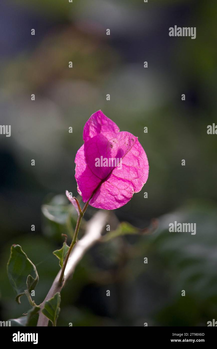 Paper-Flower Plant fleur rose vif. Banque D'Images