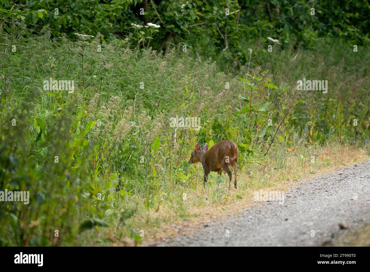 Un cerf muntjac se nourrissant de plantes au bord d'une piste Banque D'Images