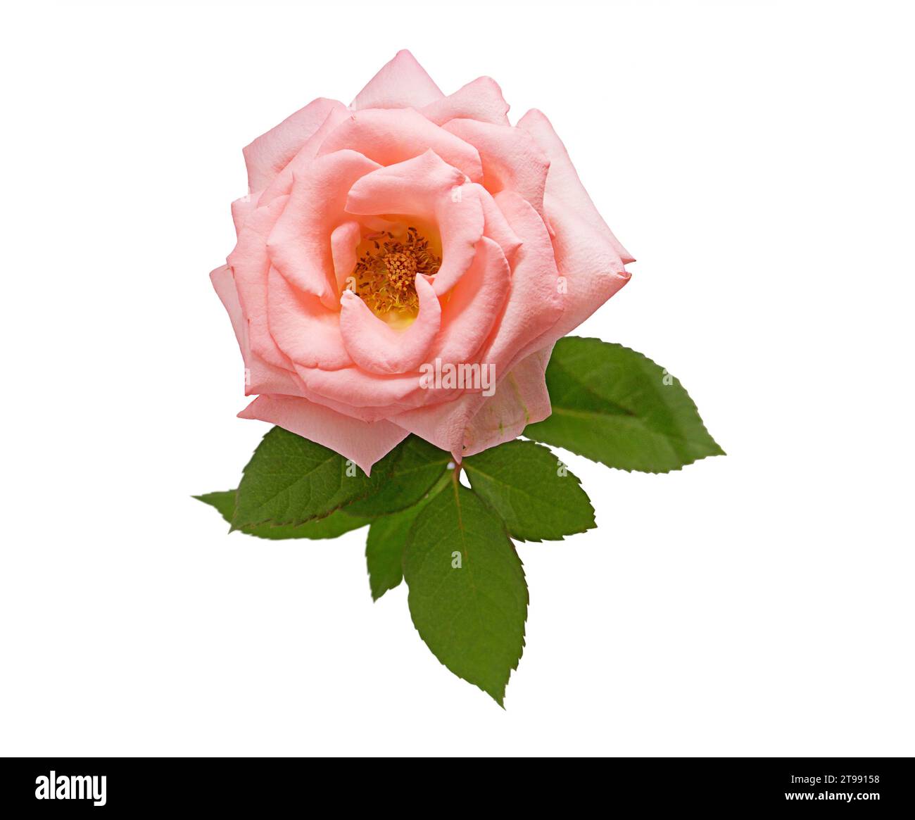 Belle rose douce isolée sur fond blanc. Beauté de la nature. Banque D'Images