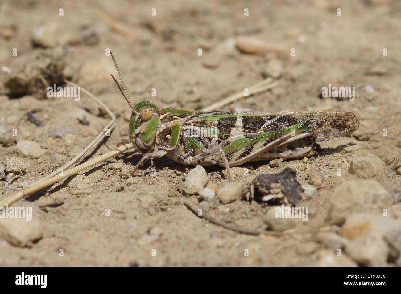 Gros plan détaillé naturel sur la belle sauterelle méditerranéenne, Oedaleus deceus assis sur le sol Banque D'Images
