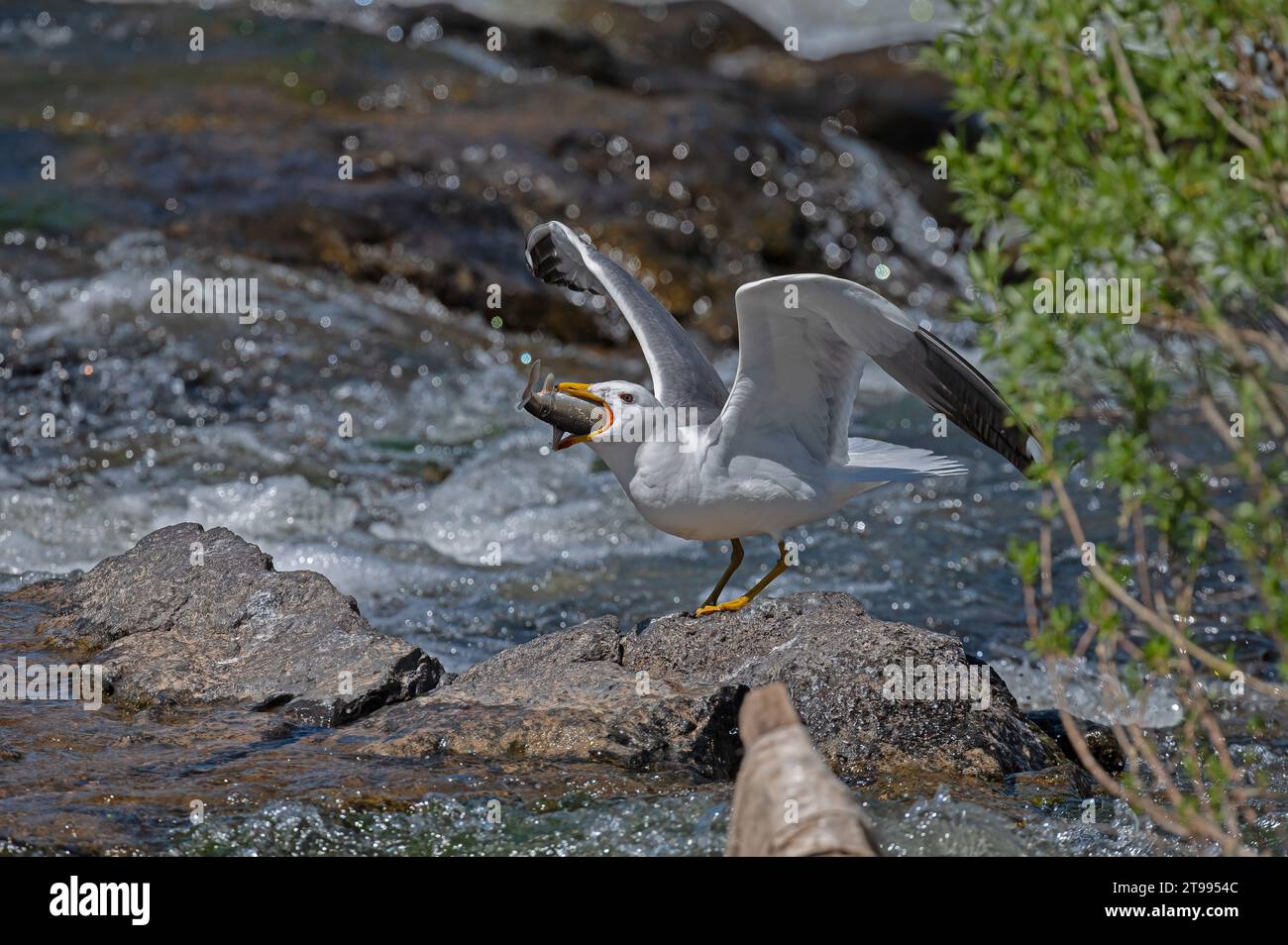 Mouette arménienne (Larus armenicus) chassant les poissons migrateurs dans la rivière. Banque D'Images