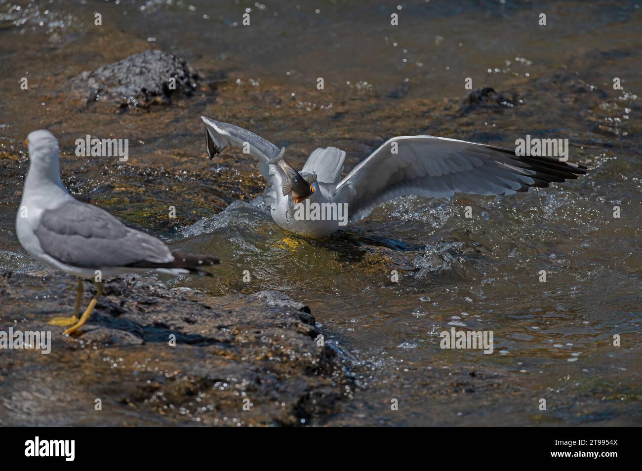 Mouette arménienne (Larus armenicus) chassant les poissons migrateurs dans la rivière. Banque D'Images