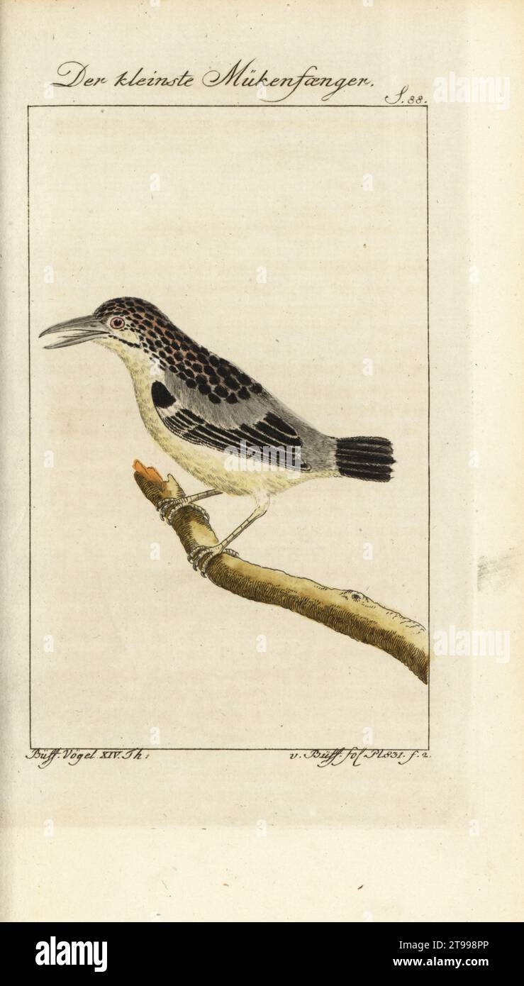 Pygmy Antweren, Myrmotherula brachyura. Der kleinste Mückenfänger. Petit gobe-mouche tachete de Cayenne. Muscicapa pygmaea. Buffon PL. 831. Gravure sur cuivre coloriée à la main d’après une illustration de François-Nicolas Martinet tirée de l’édition de Bernhard Christian Otto de Naturgeschichte der Vogel du comte de Buffon, Histoire naturelle des oiseaux, Ben Joachim Pauli, Berlin, 1788. Banque D'Images