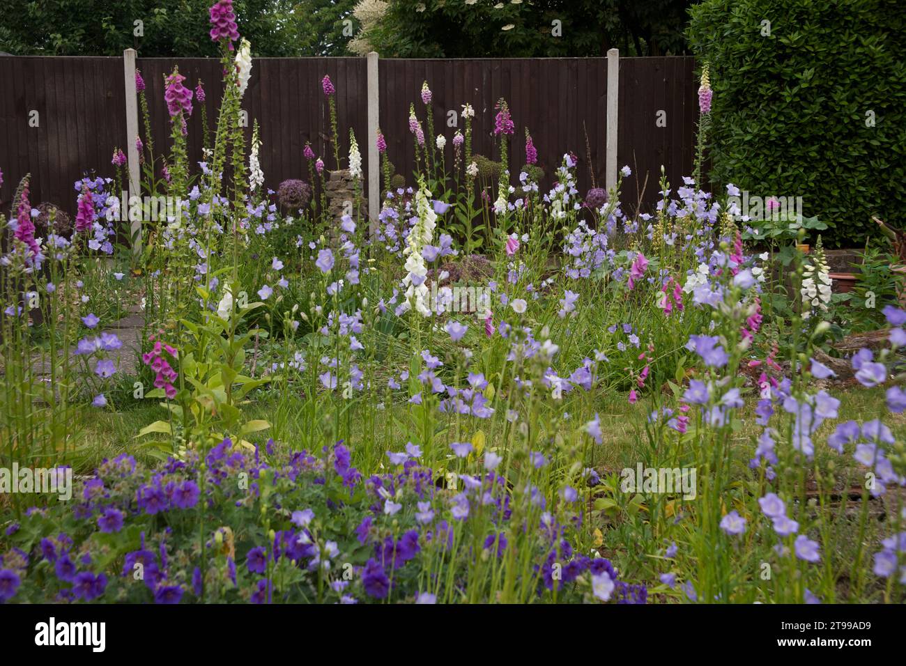 Cottage Garden à Abbey Wood, au sud-est de Londres. Les fleurs comprennent des foxgloves, des cloches de Canterbury, des roses, des géraniums Banque D'Images