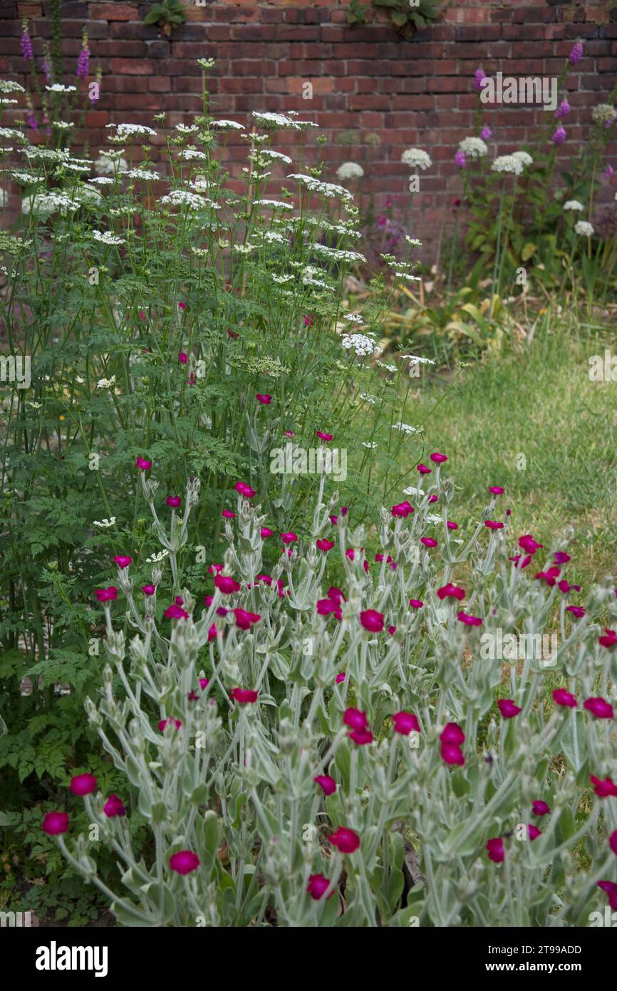 Persil de vache avec Lychnis coronaria ou Rose campion. Alliums et foxgloves en arrière-plan au milieu de l'été Banque D'Images