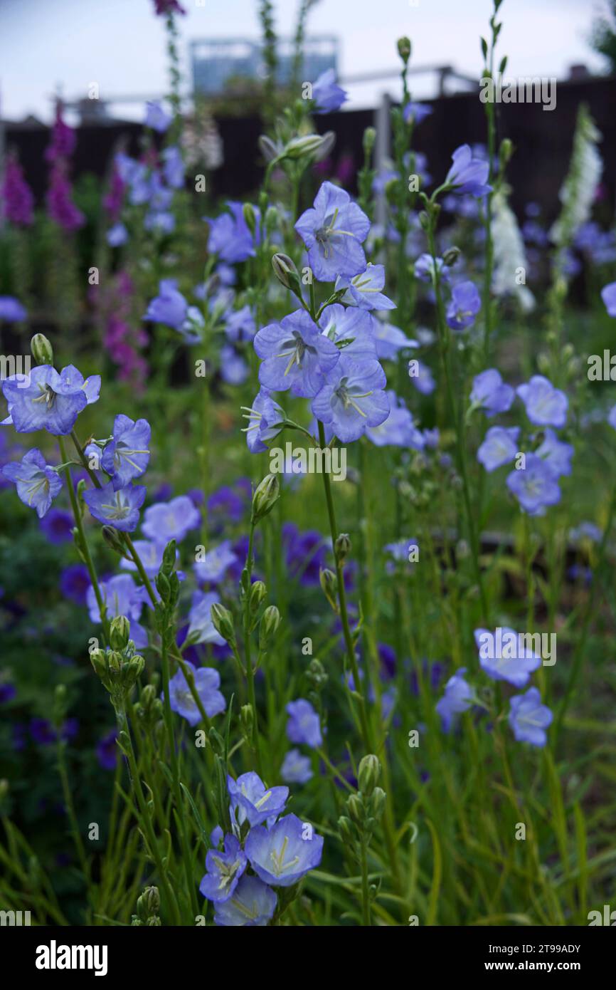 Campanula persicifolia ou Canterbury Bell dans un jardin cottage à Abbey Wood, Londres Banque D'Images