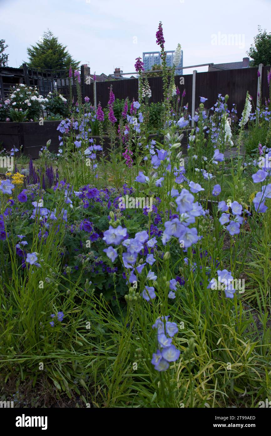Cottage Garden à Abbey Wood, au sud-est de Londres. Les fleurs comprennent des foxgloves, des cloches de Canterbury, des roses, des géraniums Banque D'Images