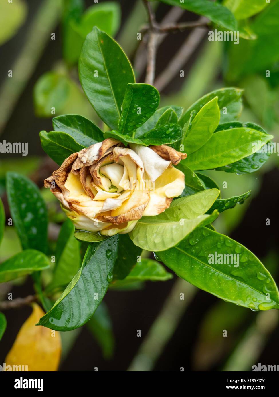 Fleur de Gardenia Shrivelling et feuilles vertes couvertes de gouttelettes d'eau de la pluie, brunissant et pourrissant sur les pétales Banque D'Images