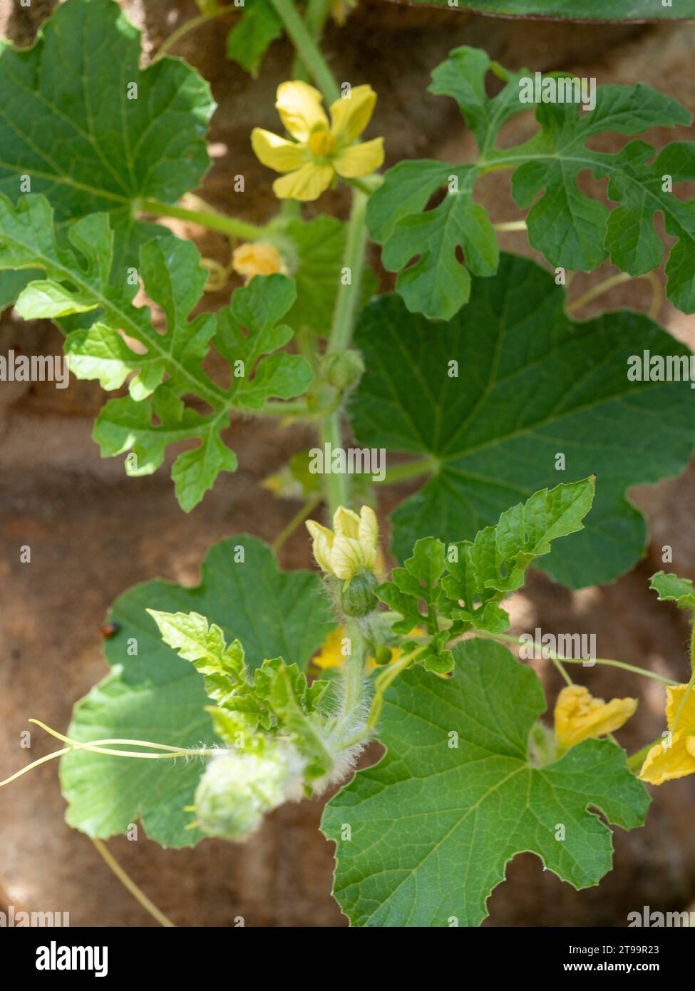 Vignes , feuilles et fleurs jaunes des plants de tomate et concombre suspendus au-dessus de la paroi rocheuse du potager Banque D'Images