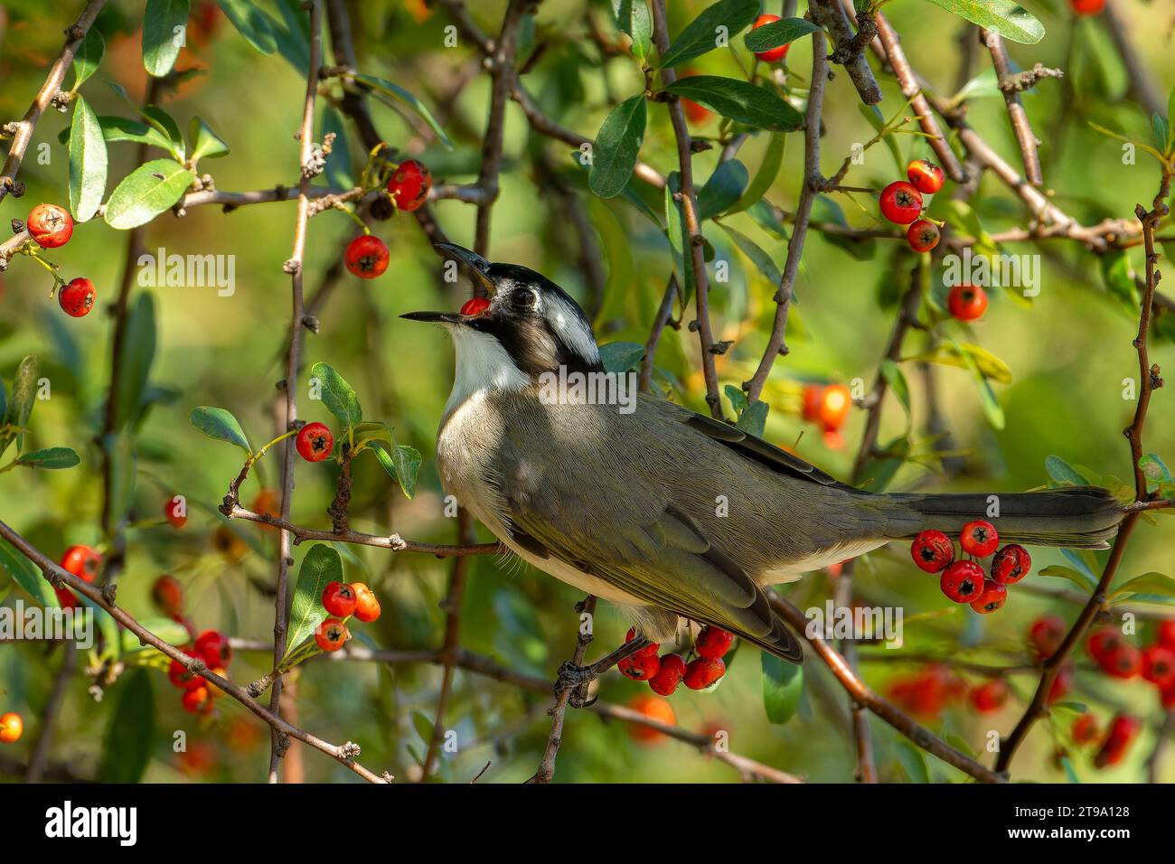 Bulbul léger ventilé dans les fruits mangeant des arbres Banque D'Images