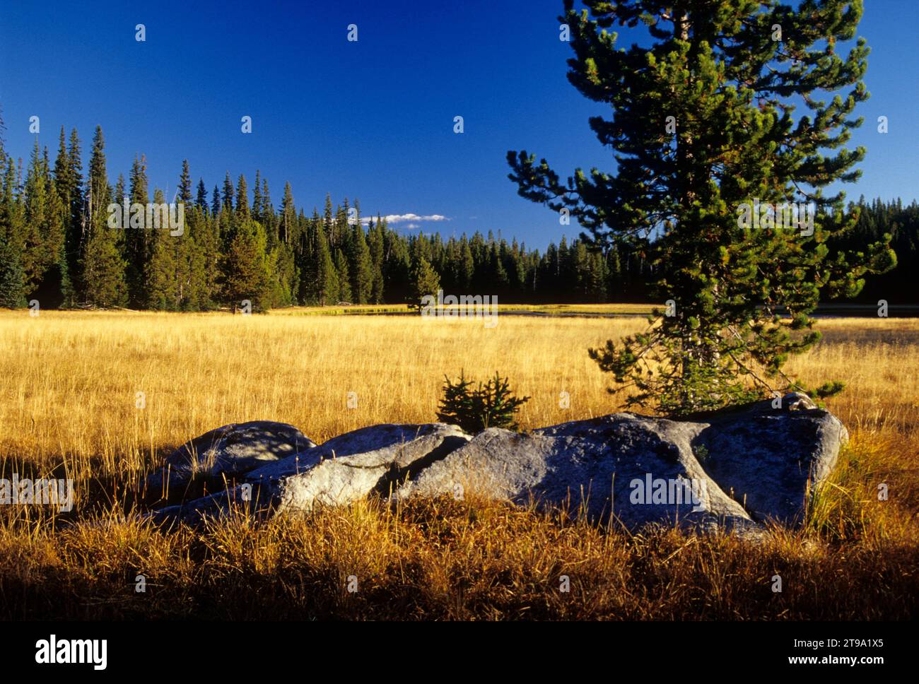 Pré à Mud Lake, forêt nationale de Wallowa-Whitman, Oregon Banque D'Images