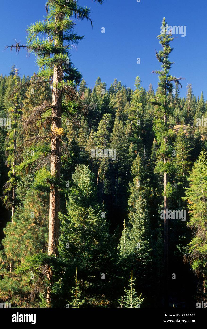 Forêt, forêt nationale malheur, Oregon Banque D'Images