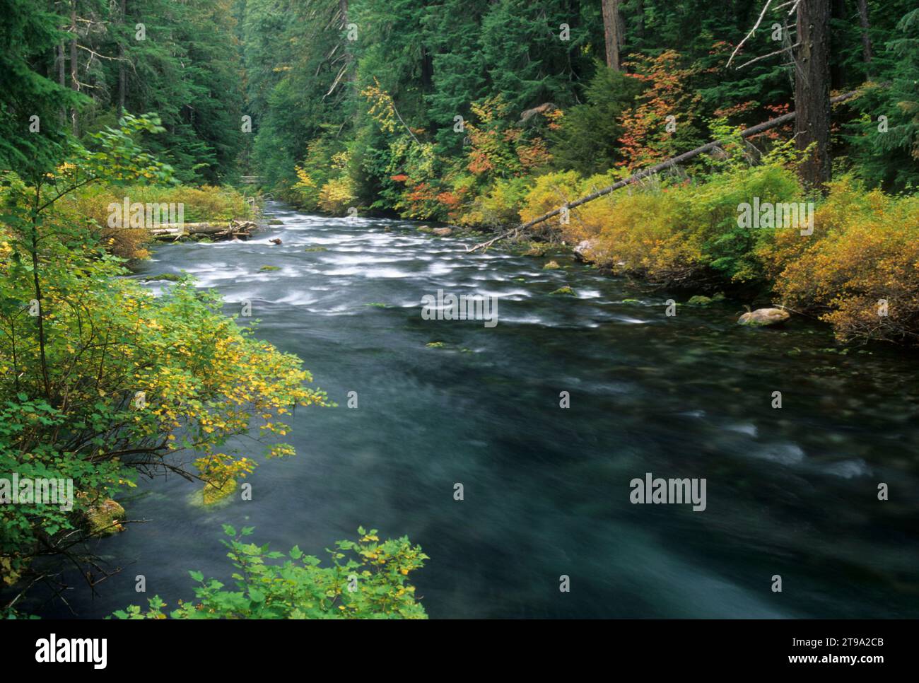 La rivière McKenzie, McKenzie Wild & Scenic River, forêt nationale de Willamette, Oregon Banque D'Images