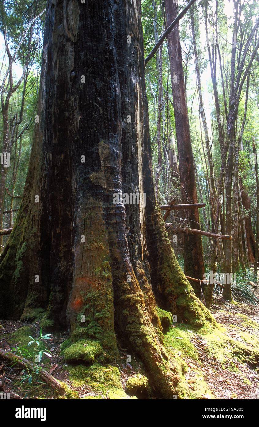 Eucalyptus regnans arbre, peut pousser jusqu'à 90 mètres, Tasmanie, Australie Banque D'Images