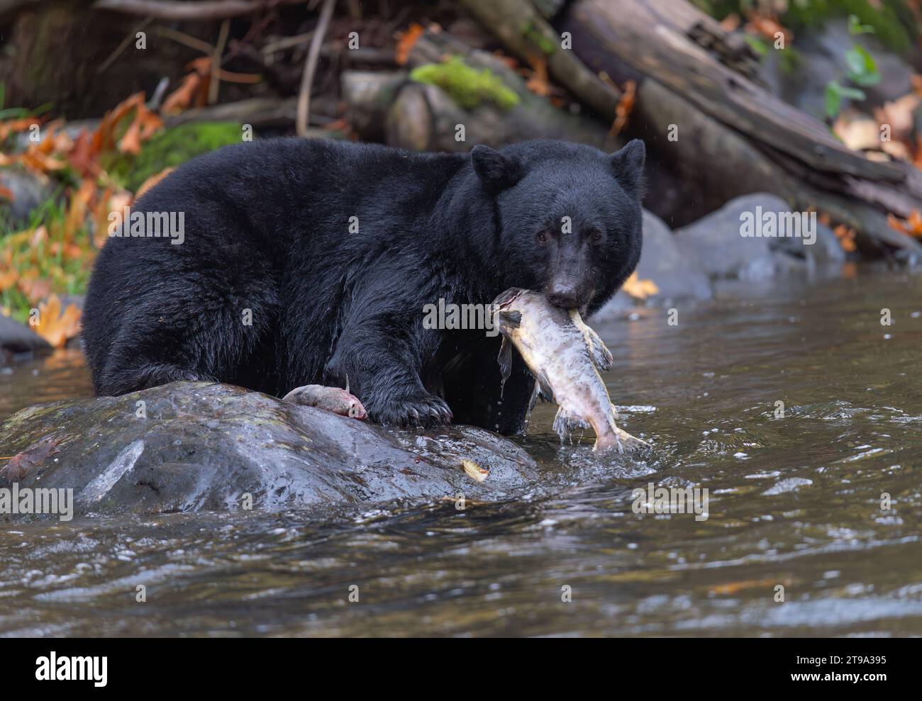 Ours noir avec saumon Banque D'Images