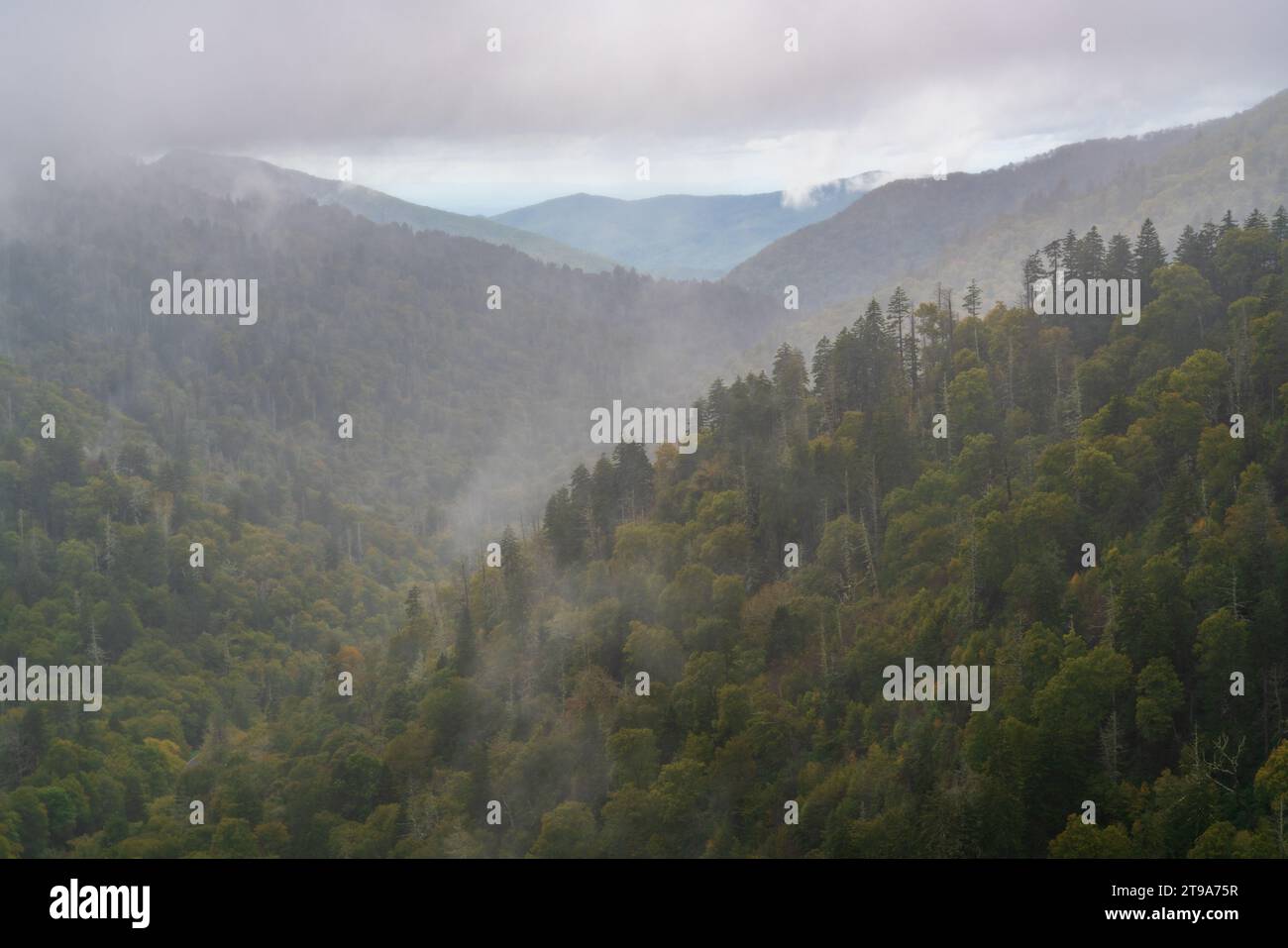 Vue matinale brumeuse à Great Smoky Mountains, Caroline du Nord Banque D'Images