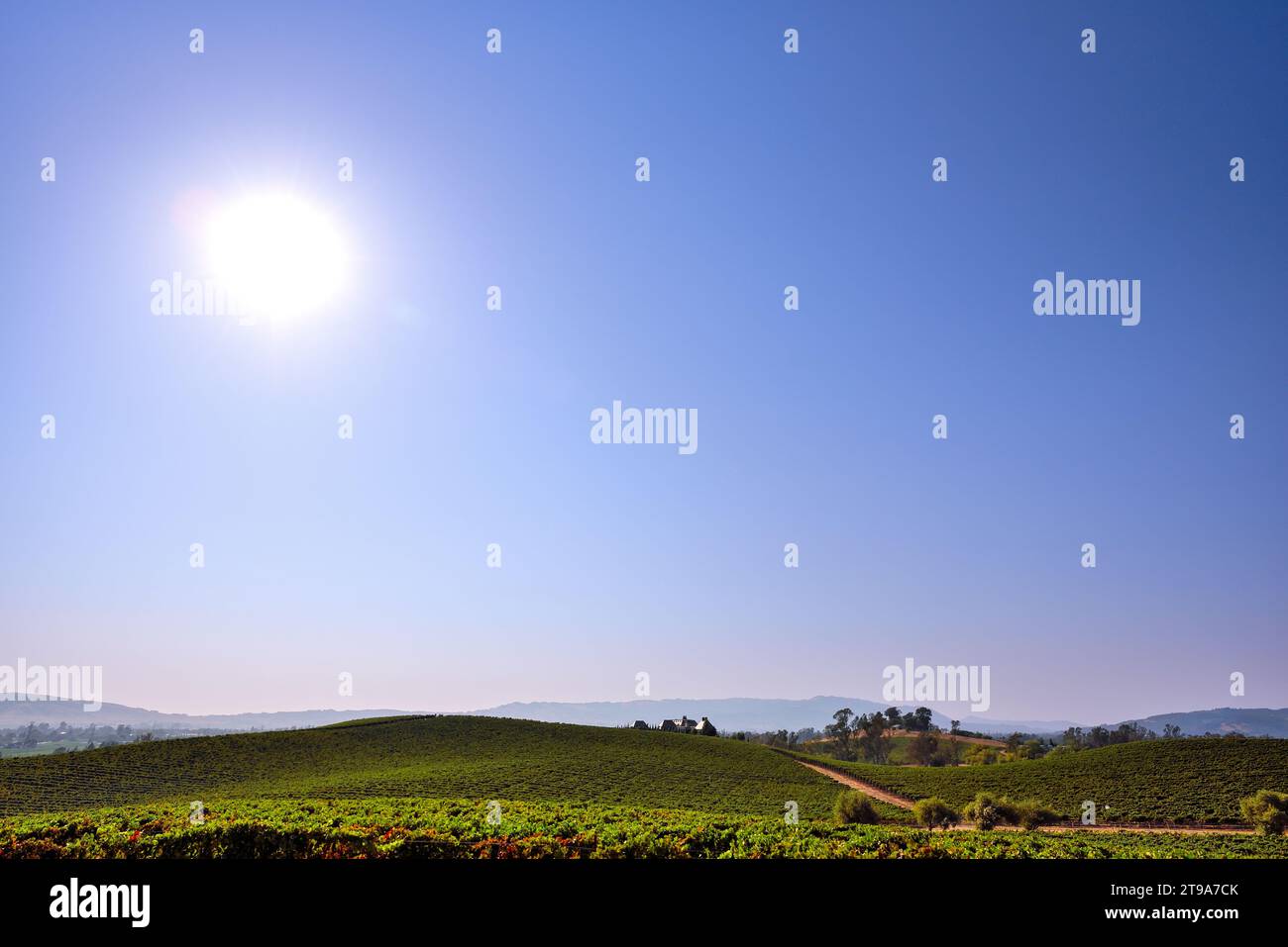Lumière du soleil sur les champs de Napa Valley, Californie Banque D'Images